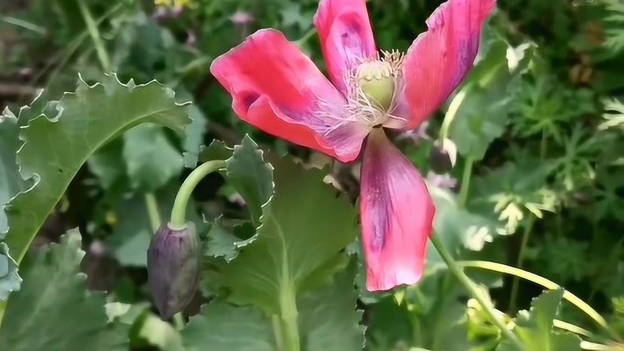 罪孽的意思是什么_罪花_罪花王缓张纲