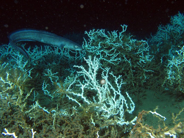 海底生存游戏攻略_海底生存官方正版_海底生存