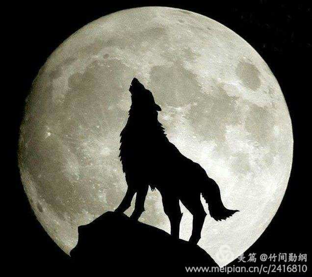 孤独的狼图片_孤独狼图片头像凶猛霸气冷酷_孤独狼图片霸气图