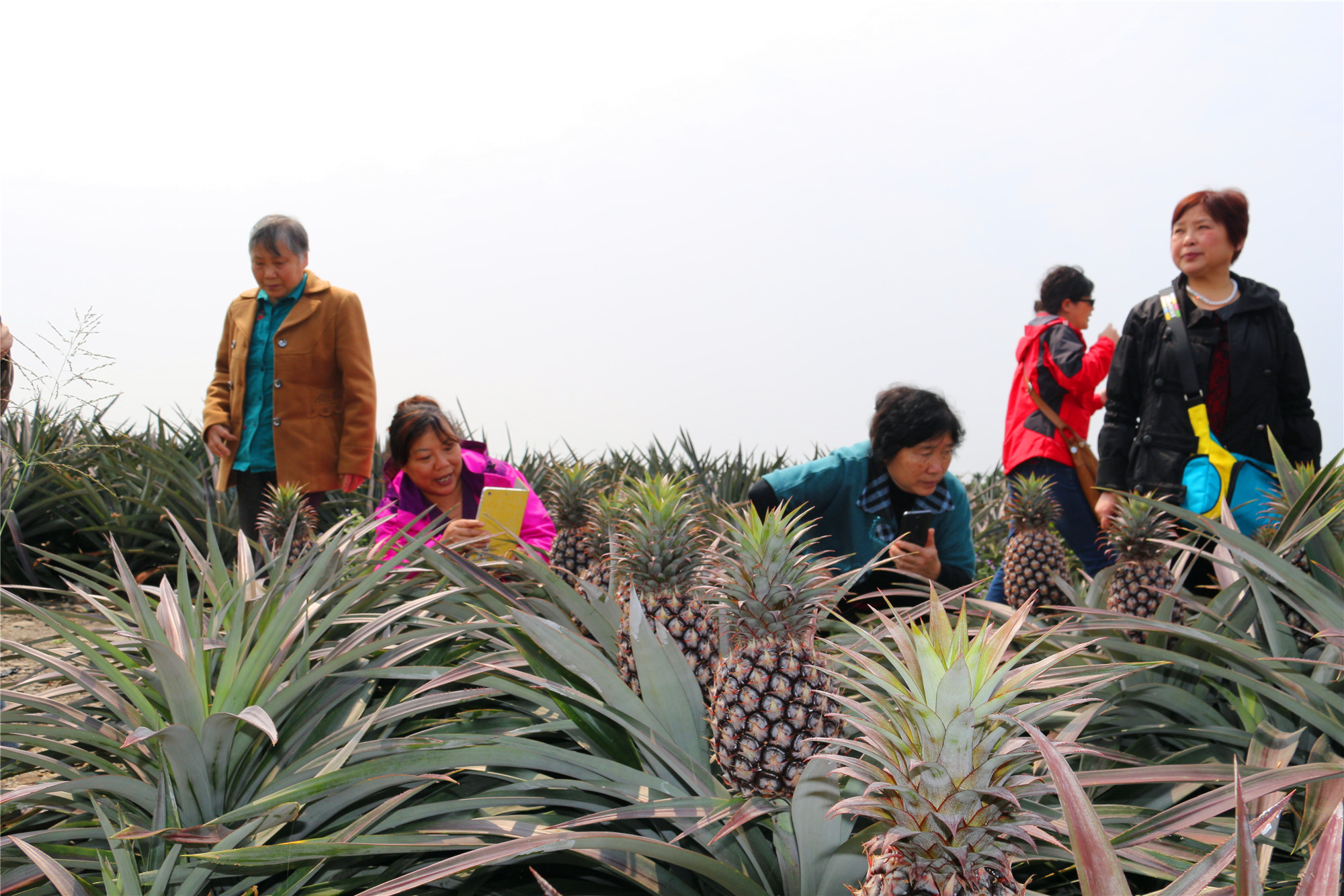 菠萝饭app_大菠萝app下载网址进入在线_眉山在线app下载