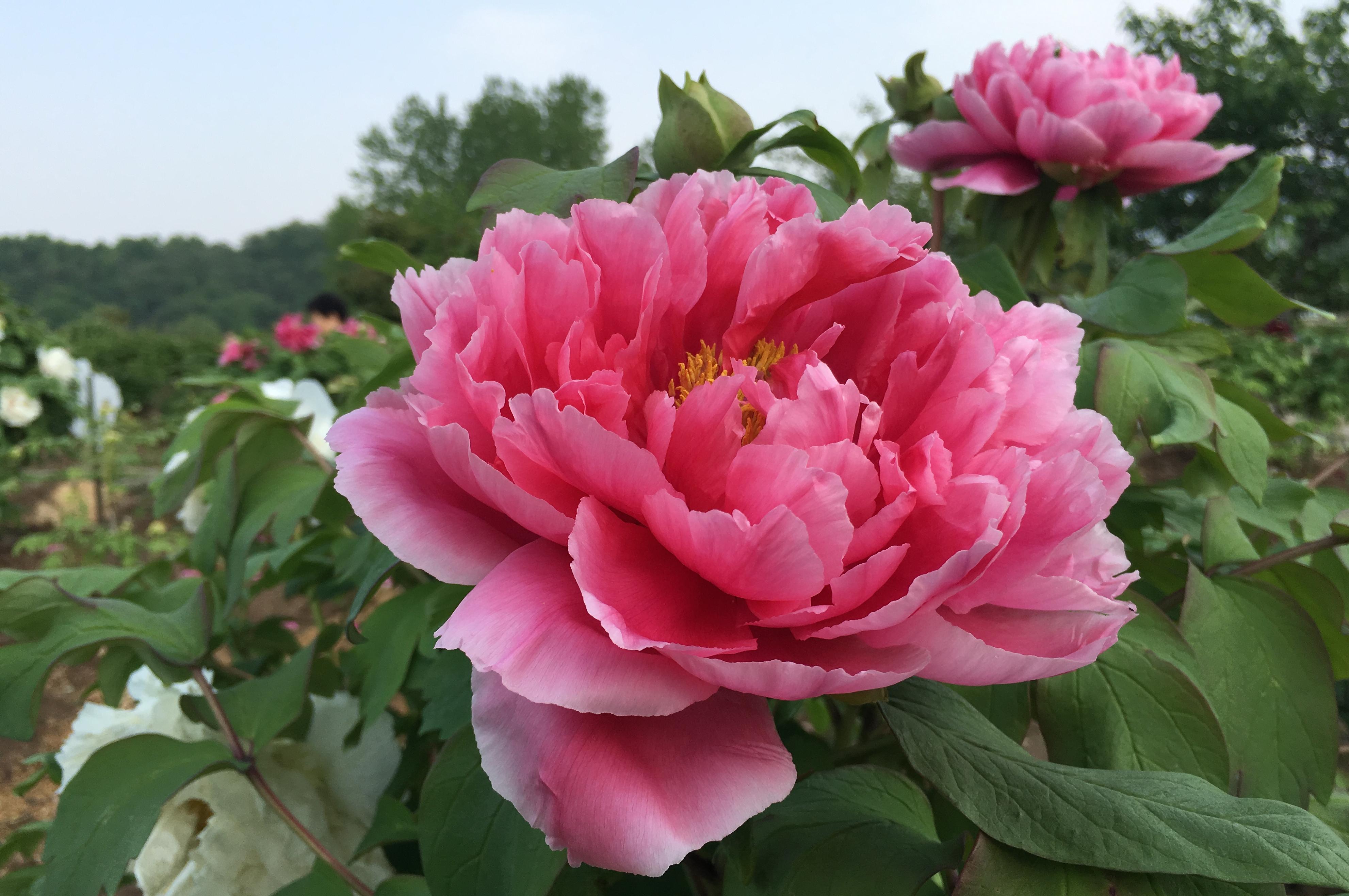 杜丹花_杜丹花图片大全_花杜丹花