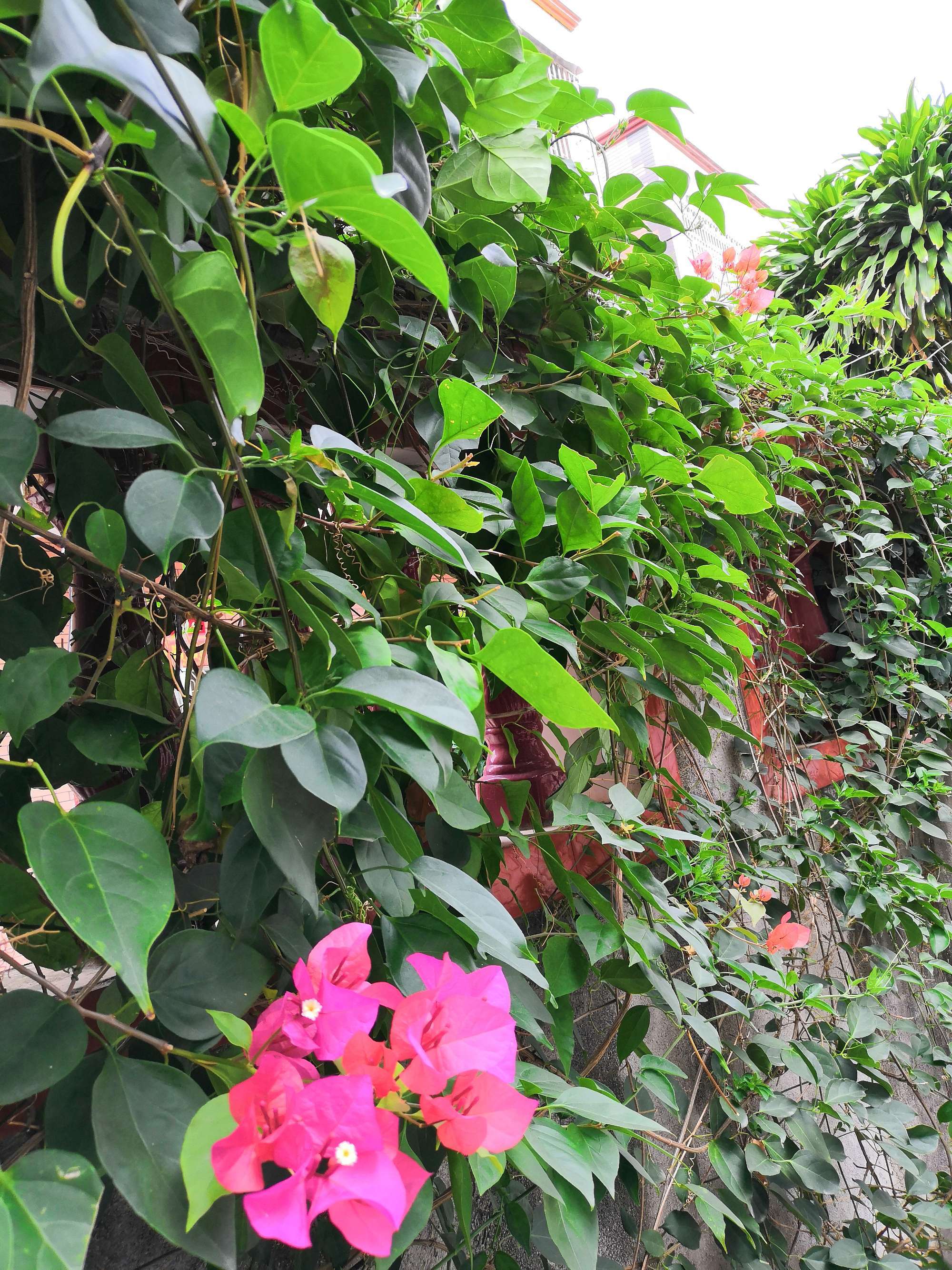 仲夏庭院怎么过_仲夏庭院怎么过_仲夏庭院怎么过