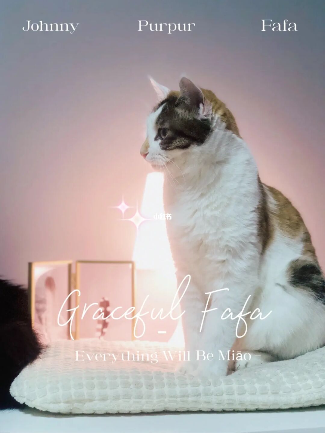 勒克猫_勒克猫_勒克猫