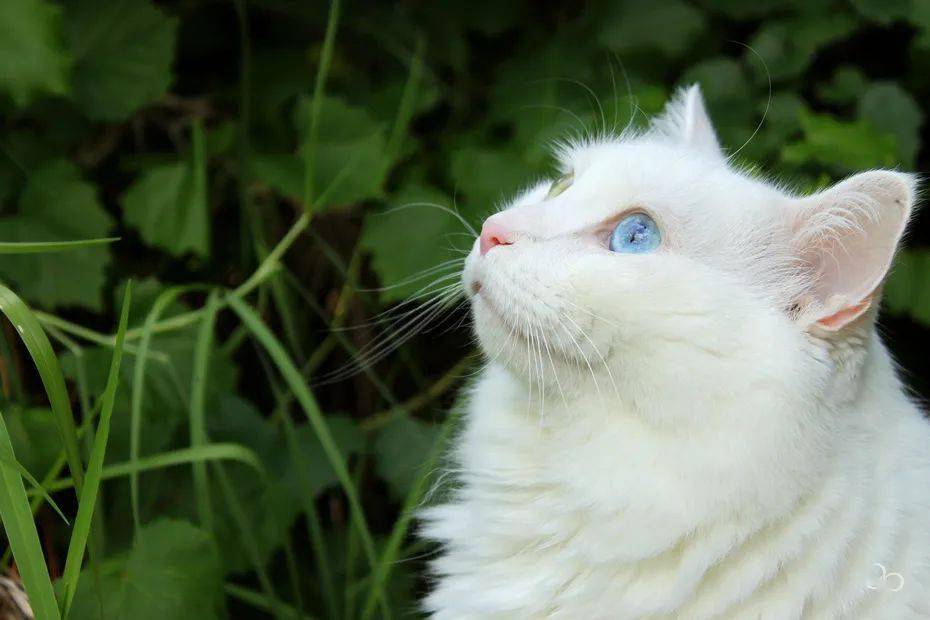 勒克猫_勒克猫_勒克猫