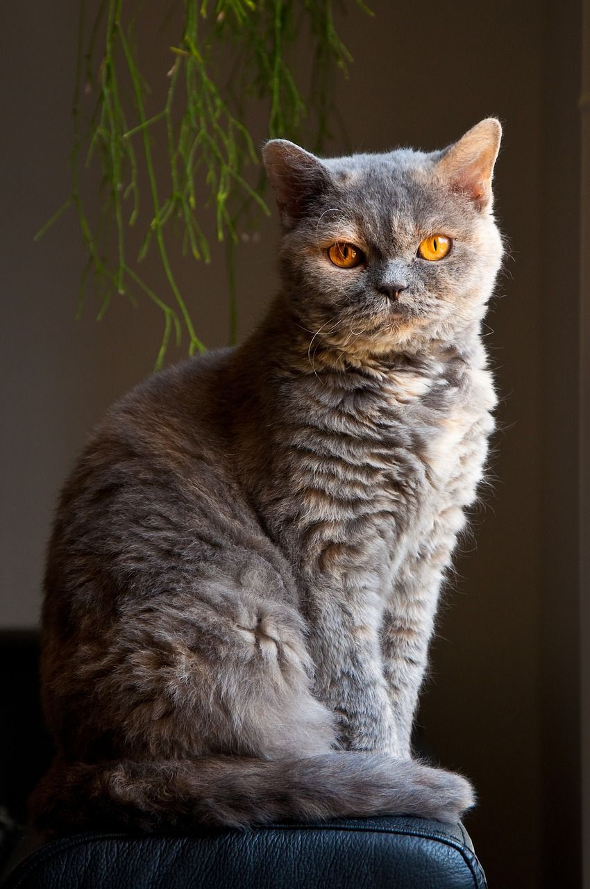 勒克猫_勒克猫_勒克猫