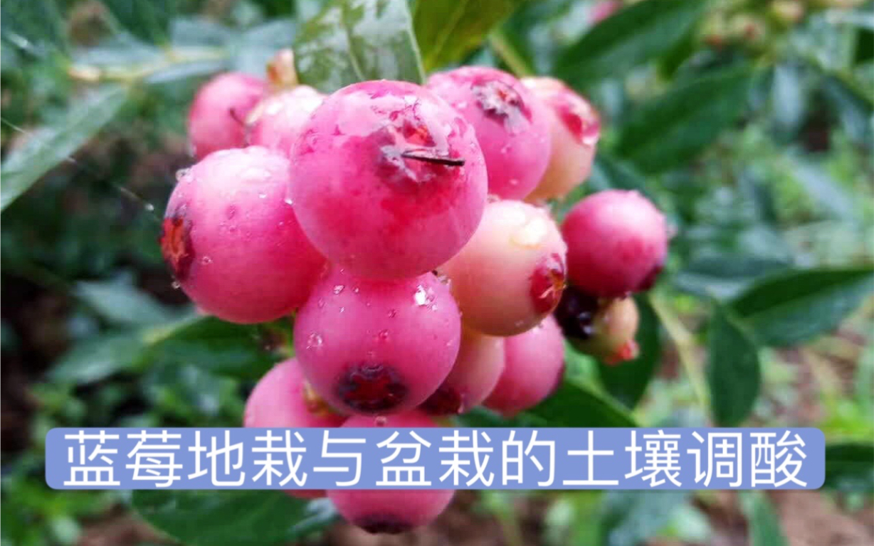 发光浆果种在哪_发光浆果怎么种_发光浆果种子