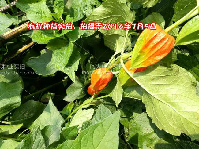 发光浆果种在哪_发光浆果怎么种_发光浆果种子
