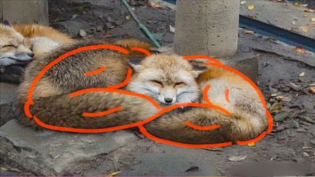 猎狐梗_猎狐梗_猎狐梗