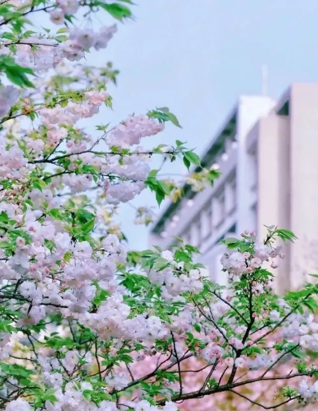 樱花校_武大樱花vs玉渊潭樱花_樱花校园