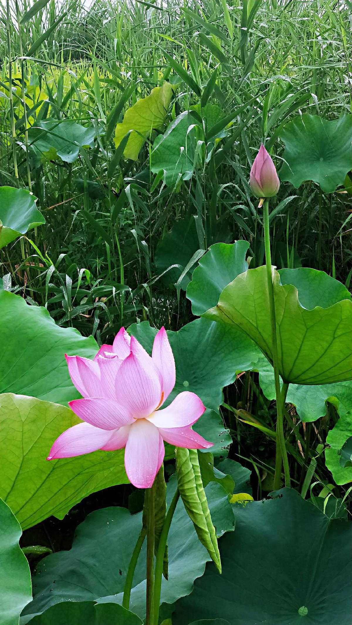 夏日清凉装备_清凉夏日装_夏日清凉装扮