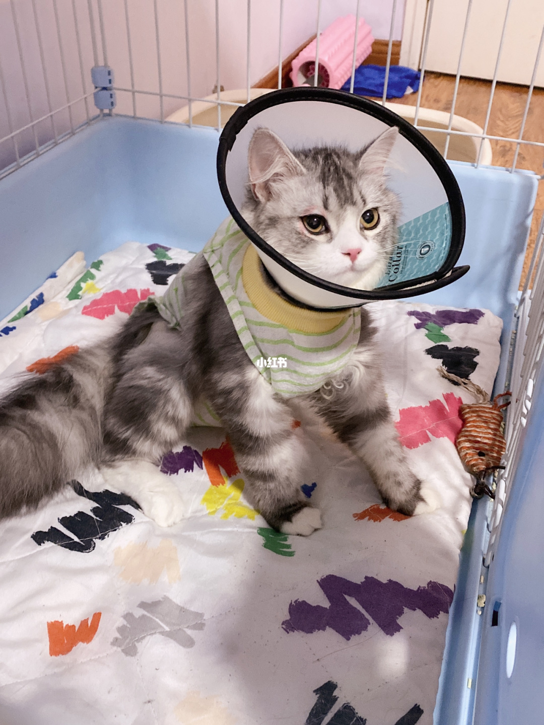 适合小猫的游戏_小猫手机推荐游戏_小猫推荐手机游戏软件