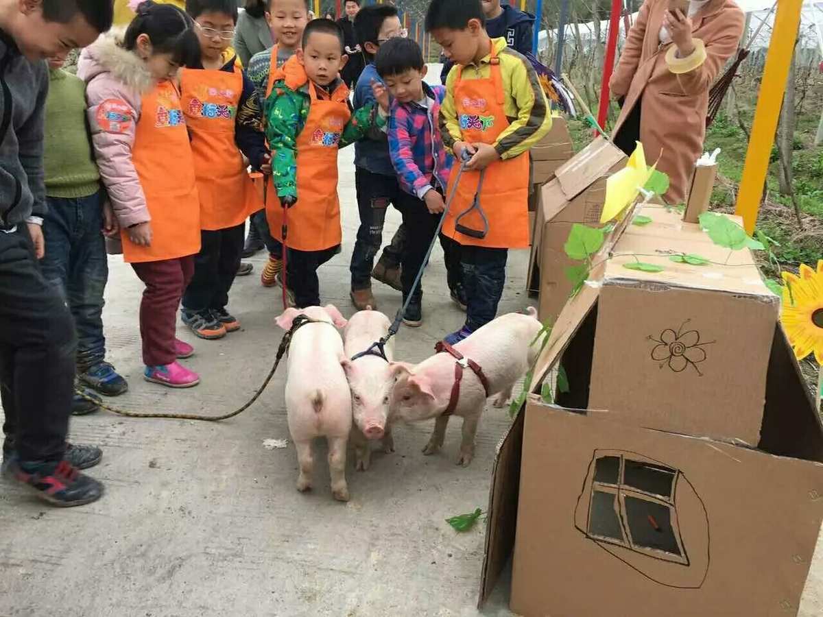 抓猪游戏规则_手机抓猪游戏_抓猪的游戏