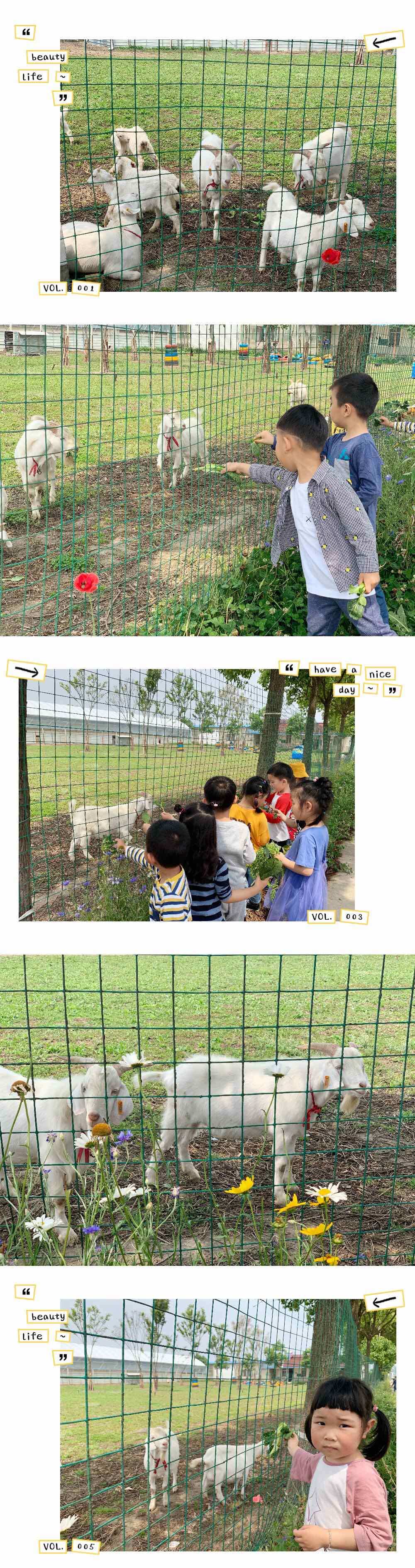 抓猪游戏规则_抓猪的游戏_手机抓猪游戏