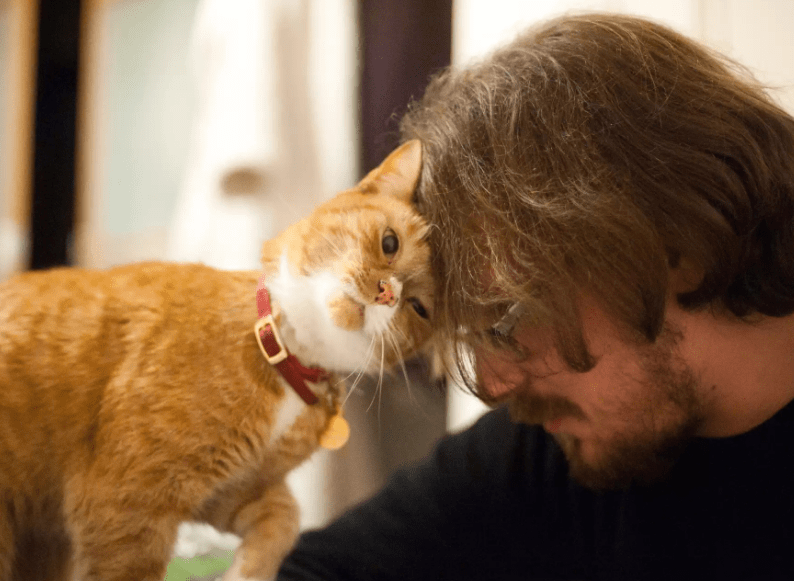 有没有猫玩的手机游戏_有一款猫的游戏是什么_以前手机自带的游戏一只猫