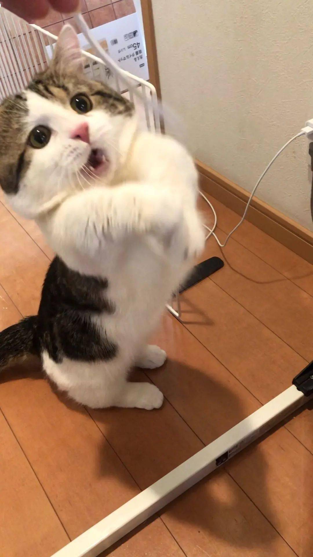有一款猫的游戏是什么_有没有猫玩的手机游戏_以前手机自带的游戏一只猫