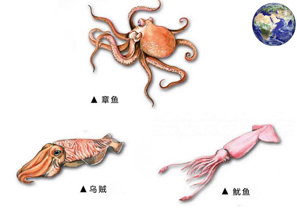 鱿鱼游戏手机正版游戏_鱿鱼游戏正版手游_鱿鱼游戏手机