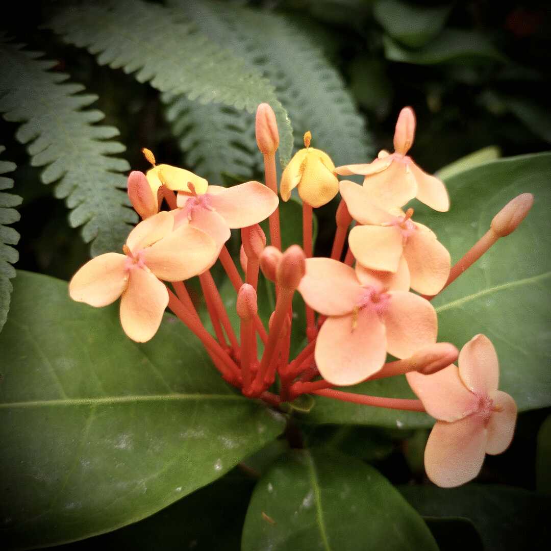 花龙_龙花树图片_龙花的功效与作用