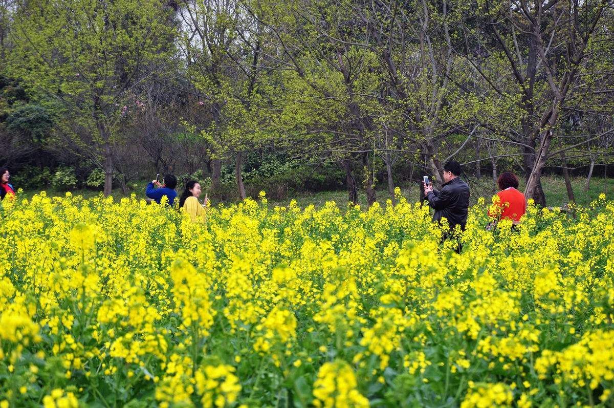 清明介绍_24节气清明介绍_二十四节气中的清明介绍