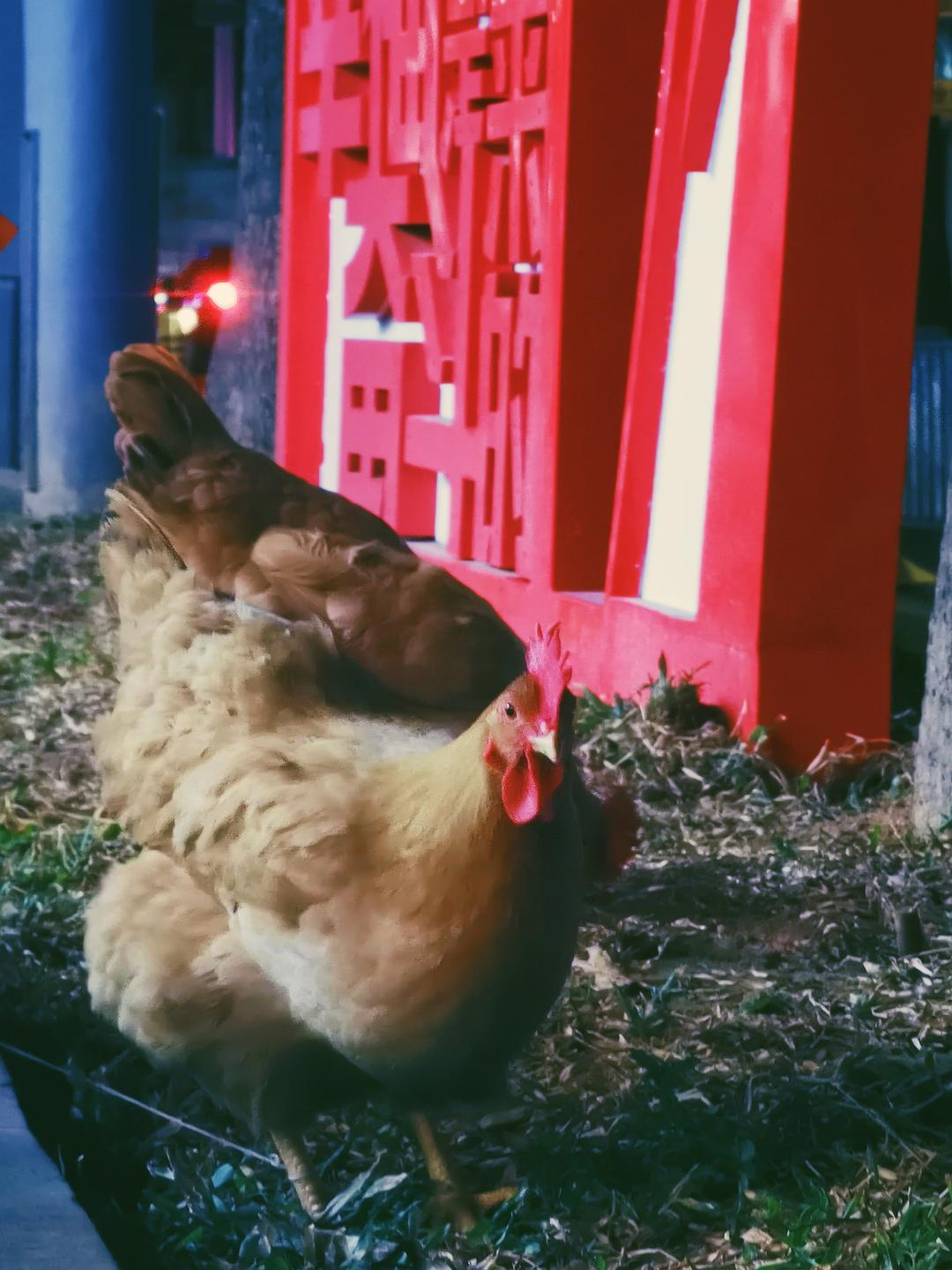 今日头条小游戏入口贪吃蛇_头条手机小游戏吃鸡版_今日头条十大吃鸡主播