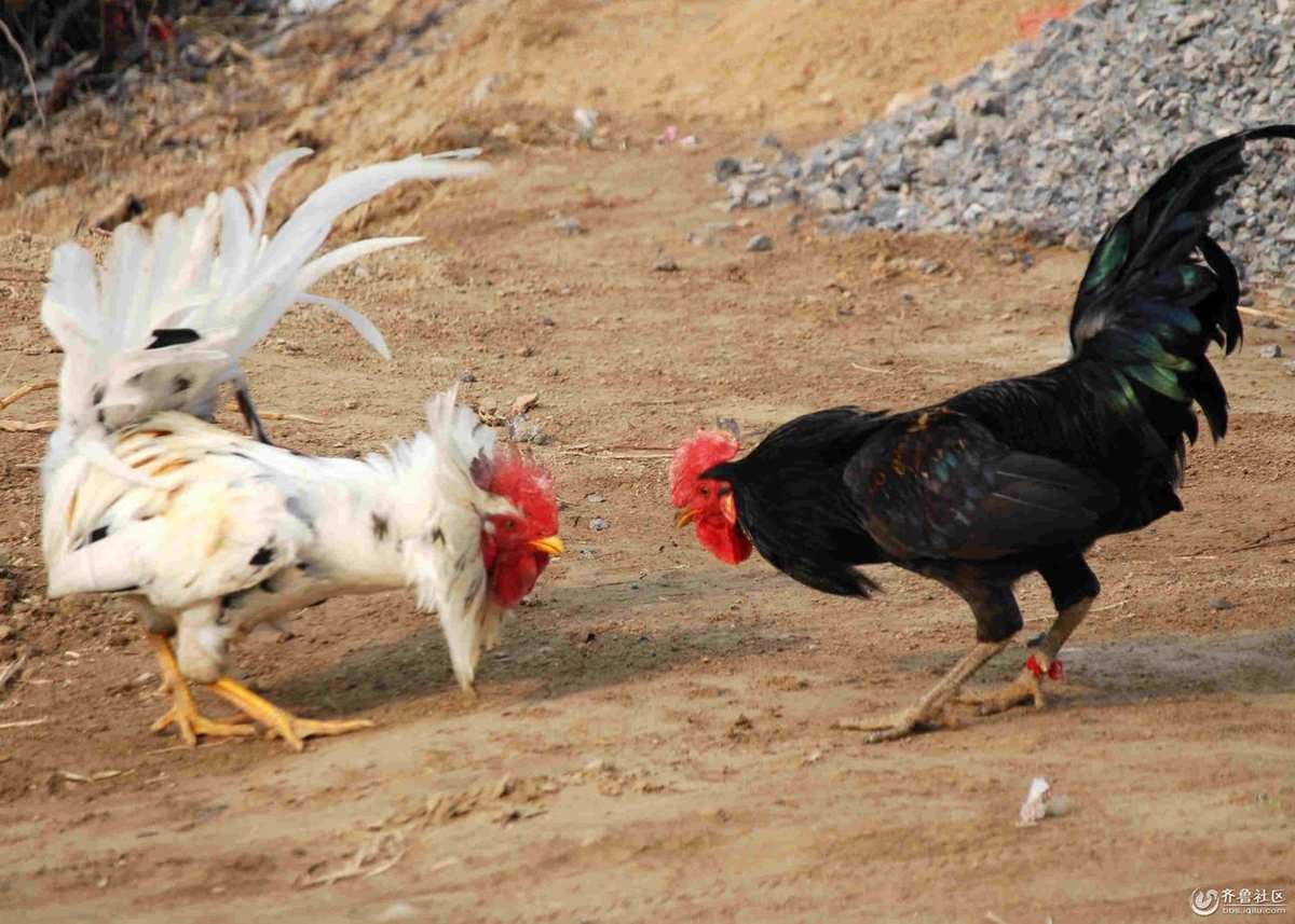 今日头条小游戏入口贪吃蛇_头条手机小游戏吃鸡版_今日头条十大吃鸡主播