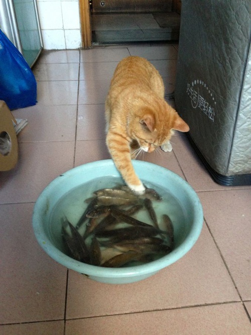 小猫手机抓鱼游戏_小猫抓鱼手机游戏怎么玩_小猫抓鱼app