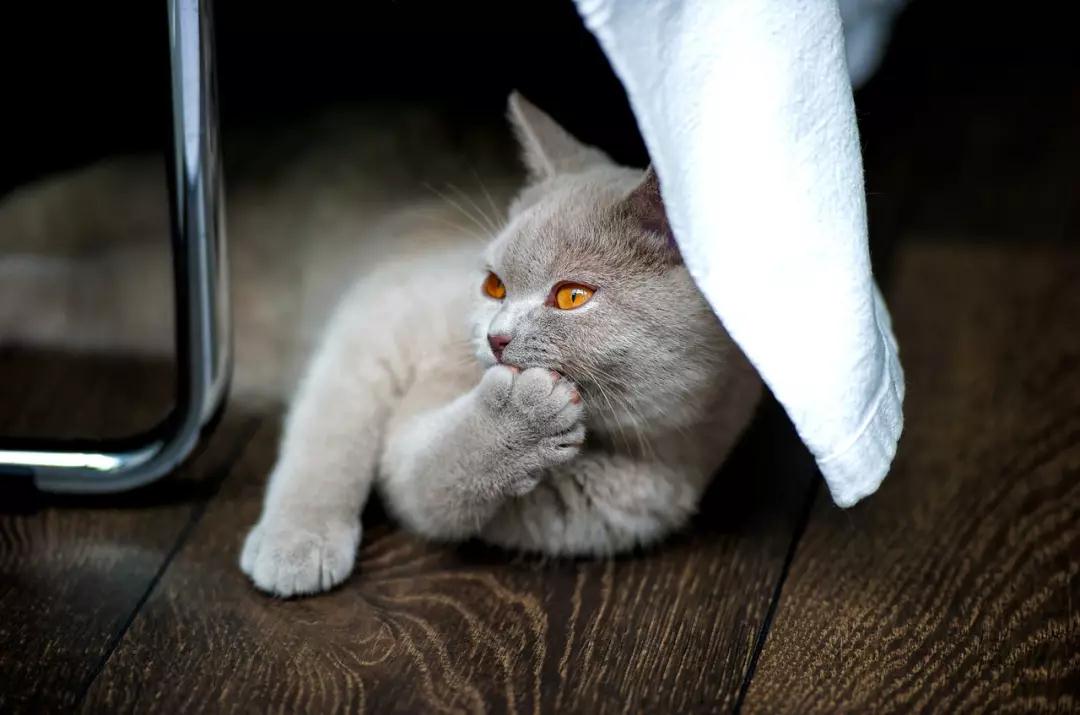 下载猫咪游戏儿童手机游戏_儿童猫猫游戏_游戏猫咪游戏