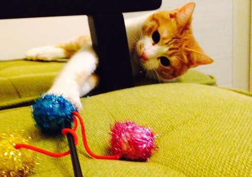 儿童猫猫游戏_游戏猫咪游戏_下载猫咪游戏儿童手机游戏