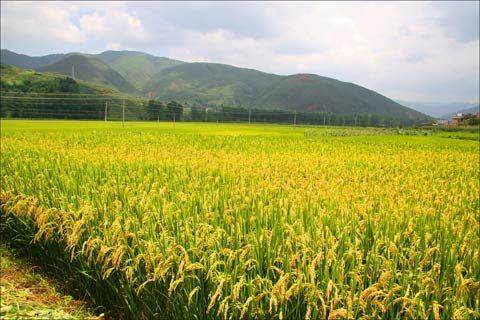 利村中学_利村中学有哪些老师_中村由利