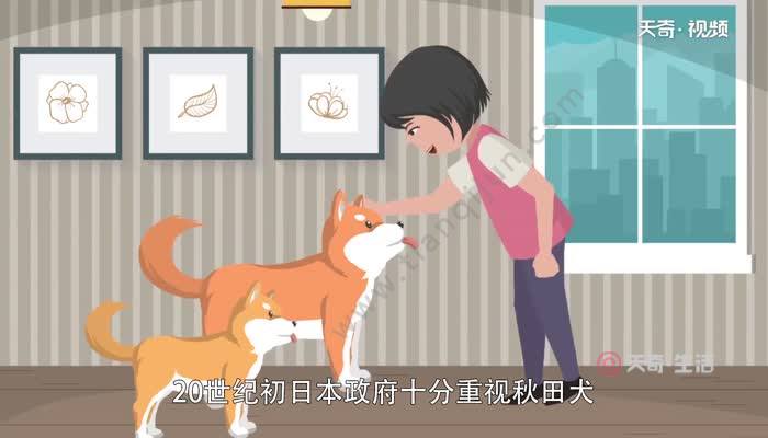 忠犬八公免费完整版_忠犬八公高清免费播放_高清播放免费忠犬八公电影