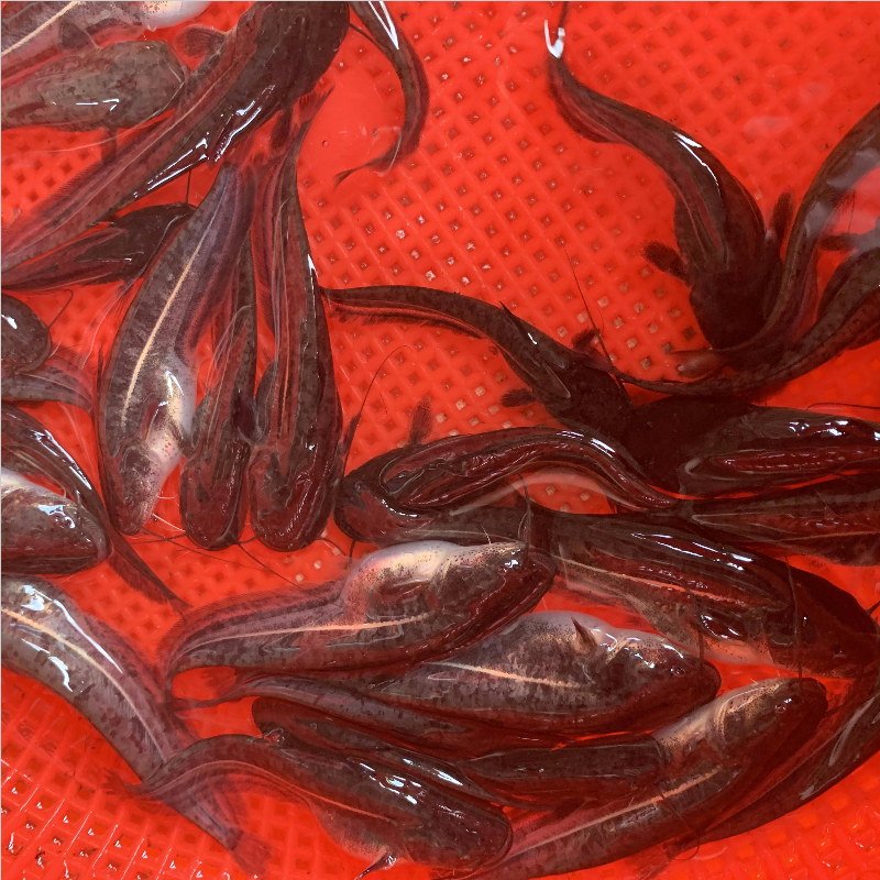 鲶鱼大约有多少个味蕾_大鲶鱼_鲶鱼大嘴