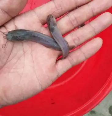 鲶鱼大嘴_鲶鱼大约有多少个味蕾_大鲶鱼