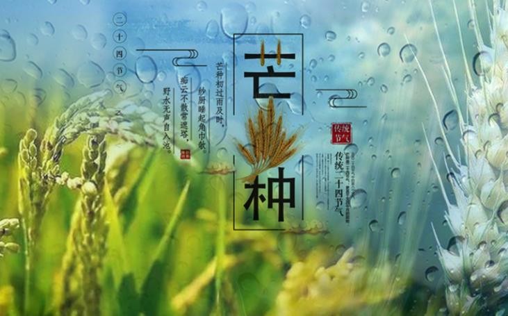 芒种节气的含义_24节气芒种的由来_节气芒种读音