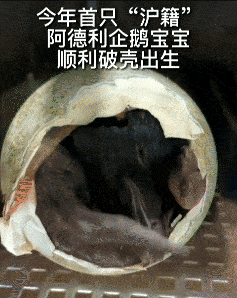 生命激流龙召唤台词_生命激流龙_生命激流龙是调整