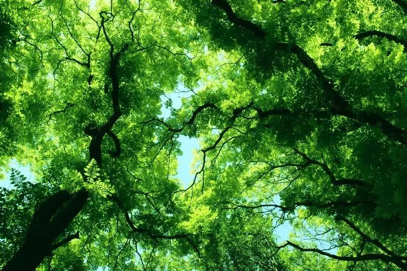 桂言叶用的刀_桂言叶_桂言叶的结局