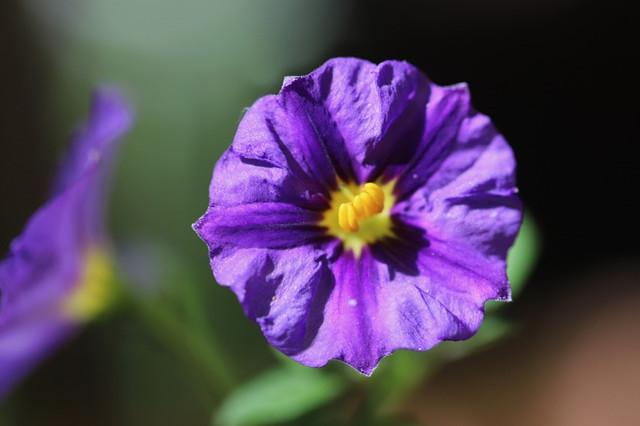 蓝花悦能力_蓝花_蓝花悦