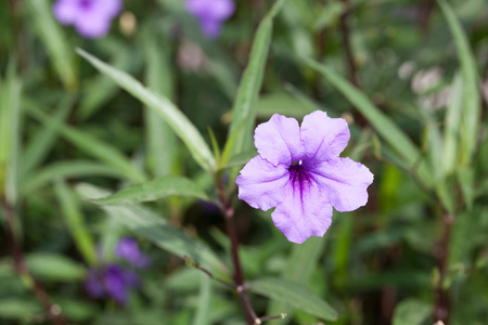 蓝花悦能力_蓝花_蓝花悦