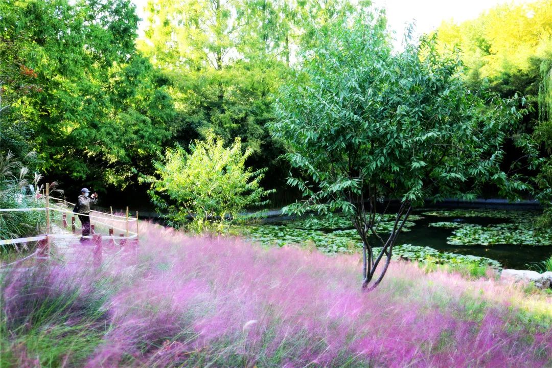 野花秋天诗_秋野花_野花秋寂历江草晚凄迷