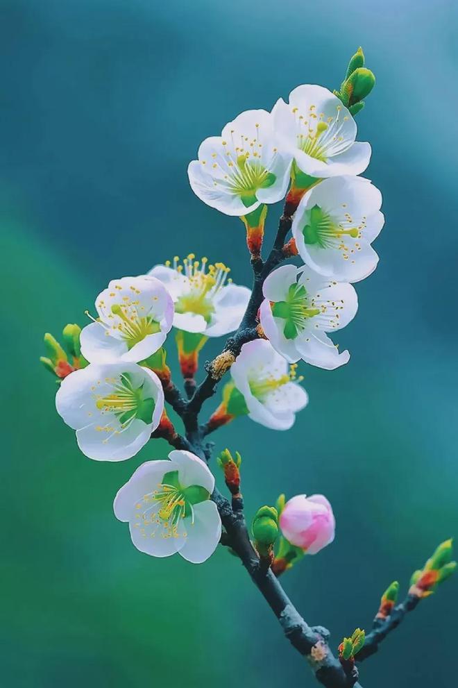 白桃_桃地再不斩和白_桃白百《戎先生的失恋日记》