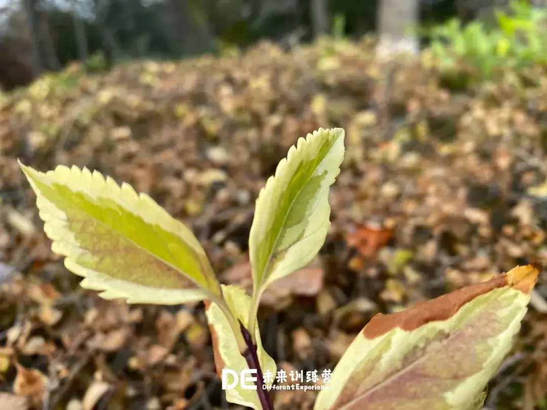 玩游戏得手机的游戏_玩手机游戏有辐射吗_玩游戏把手机玩出异味