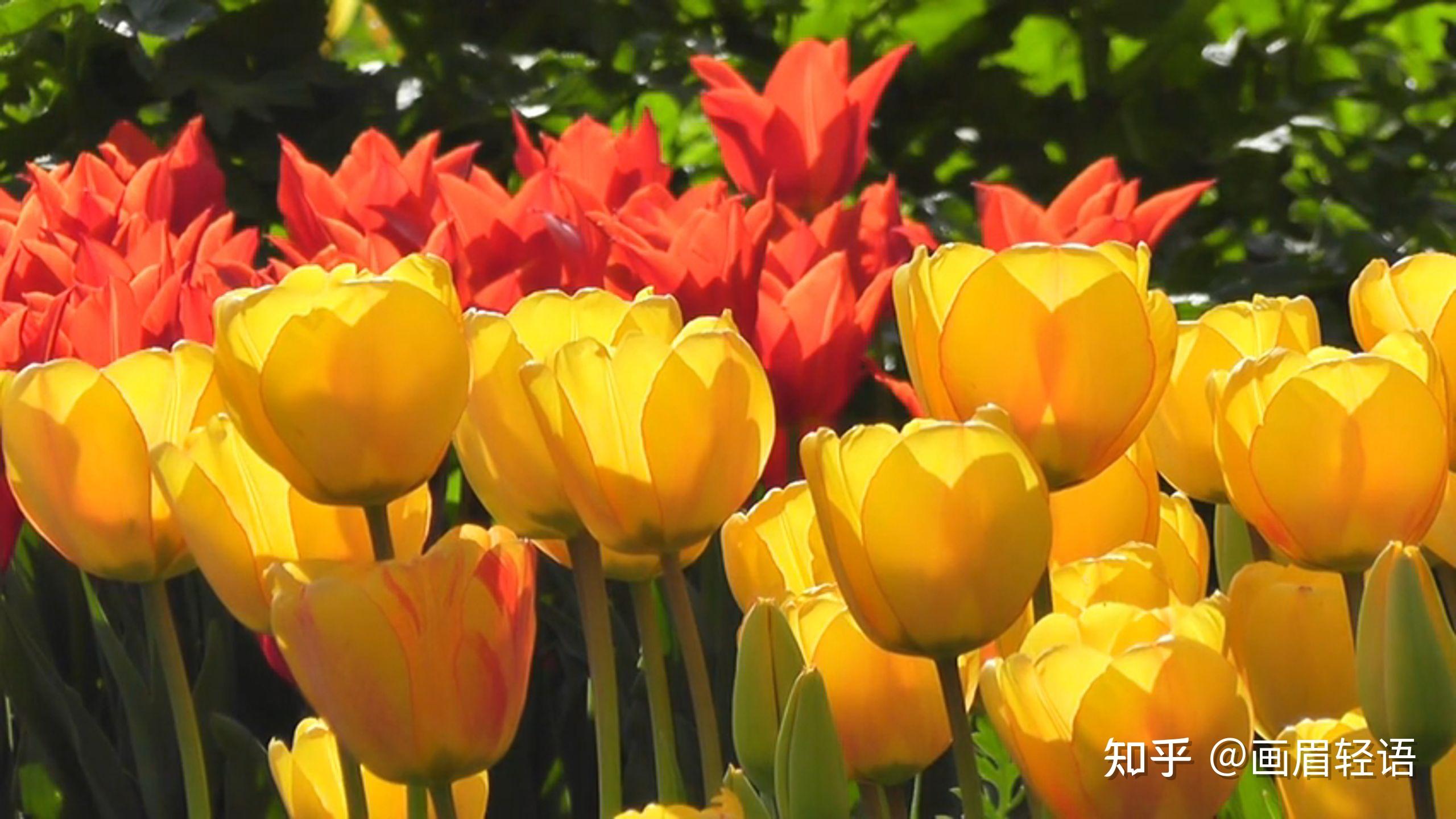 末伏是什么节日_末伏什么意思_末伏