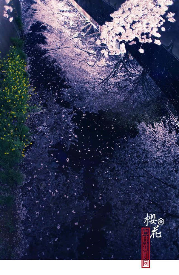 泽部椿_泽部椿_泽部椿
