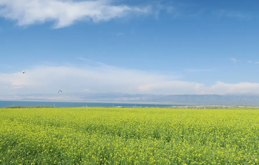 青空下的约定bgm_青空下的约定_青空下的约定剧透