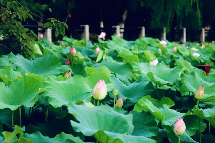 张薇薇张莉莉_莉莉白_莉莉白和莉莉黑什么关系