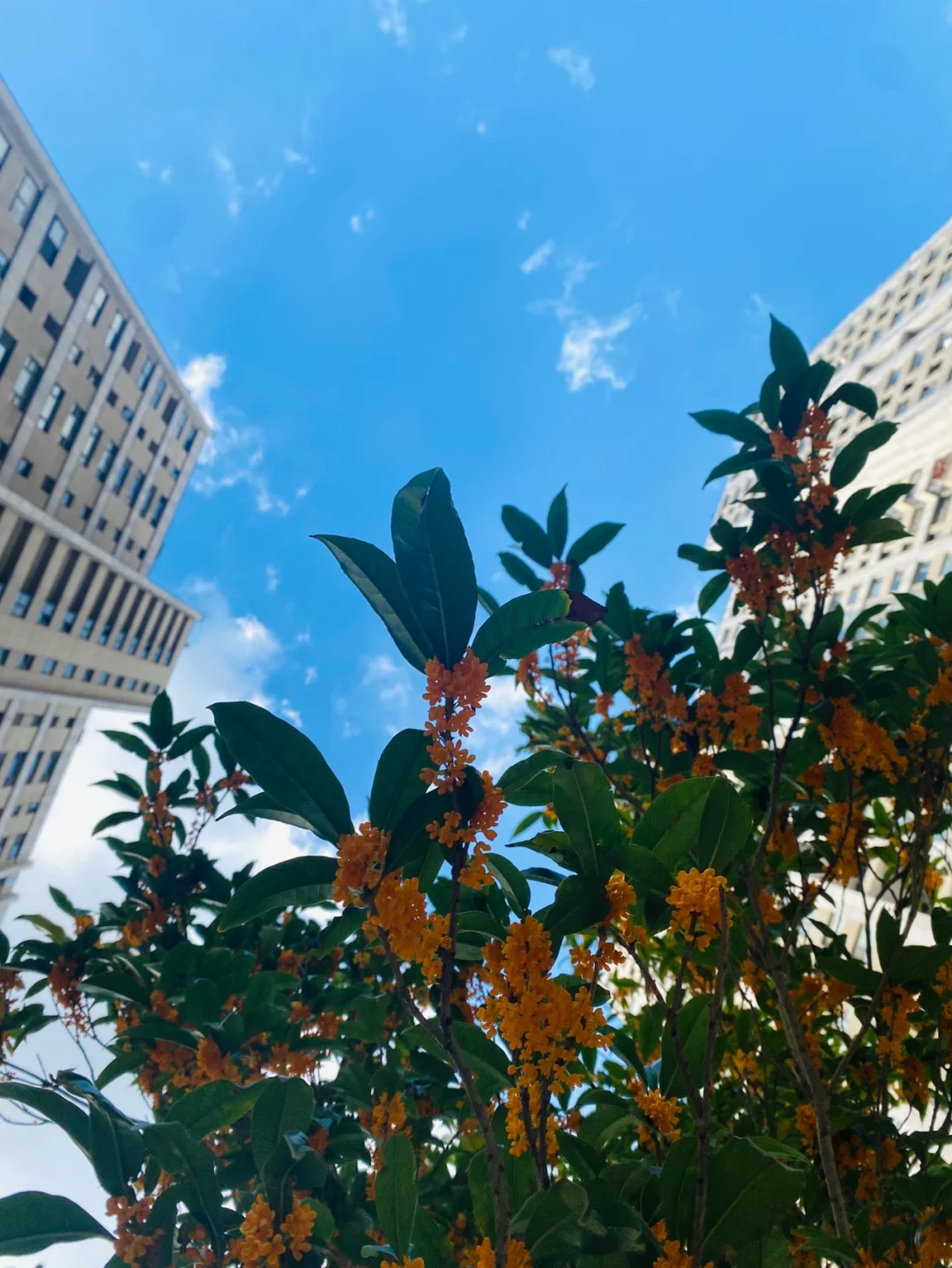 李莓玲_李莓玲_李莓玲