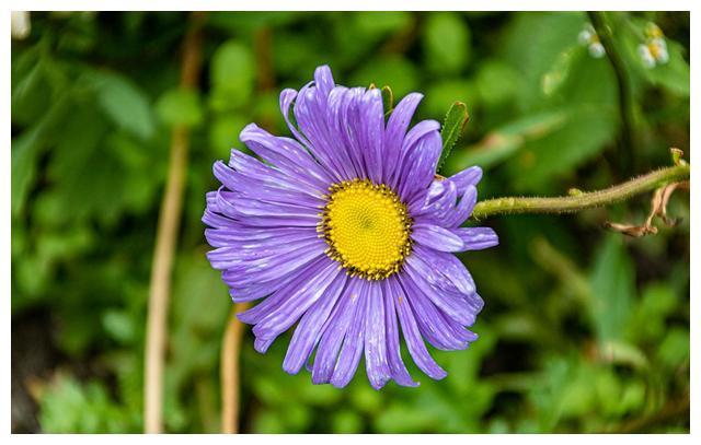 天赋打野狗熊怎么打_lol狗熊打野天赋2020_狗熊打野天赋