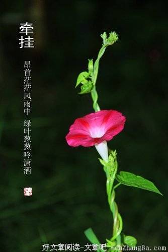 六月十五_六月十五日什么星座_六月十五农历什么日子