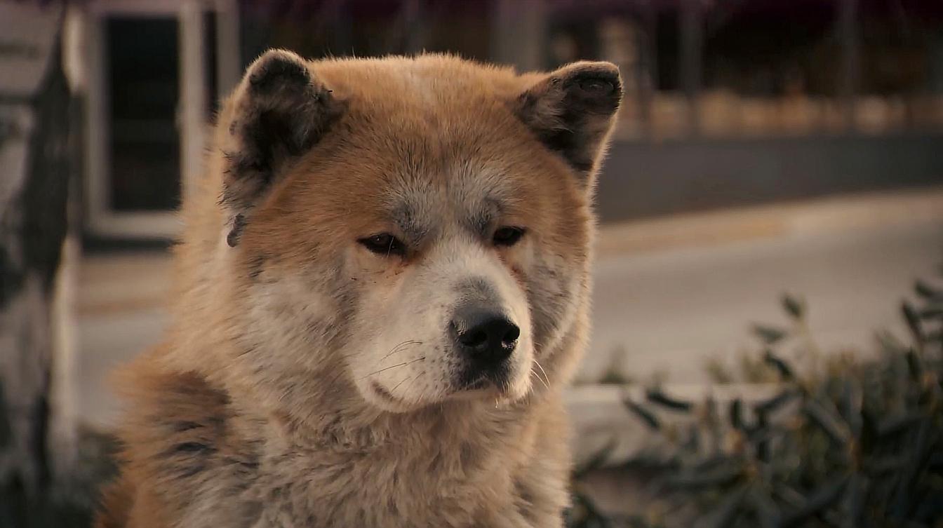 电影《忠犬八公》_忠犬八公电影完整版免费_电影忠犬八公在线观看完整