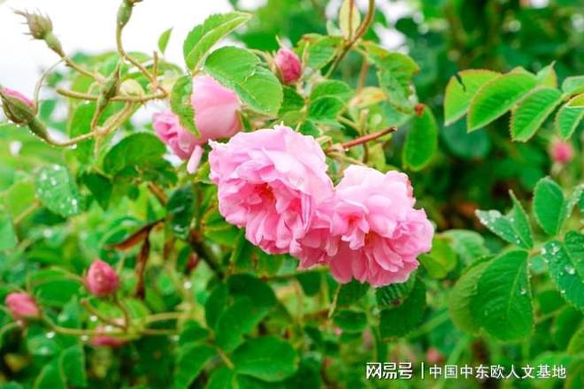 保加利亚在哪_保加利亚旅游_保加利亚签证