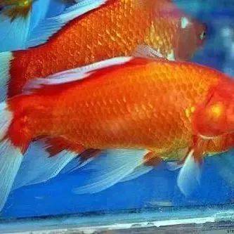 推荐一个游戏手机单机_单机手机游戏app_单机推荐手机游戏有哪些