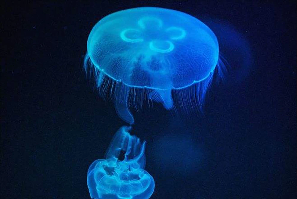徐志雷喝水是什么梗_雷普梗_凯利蓝梗和万能梗的区别